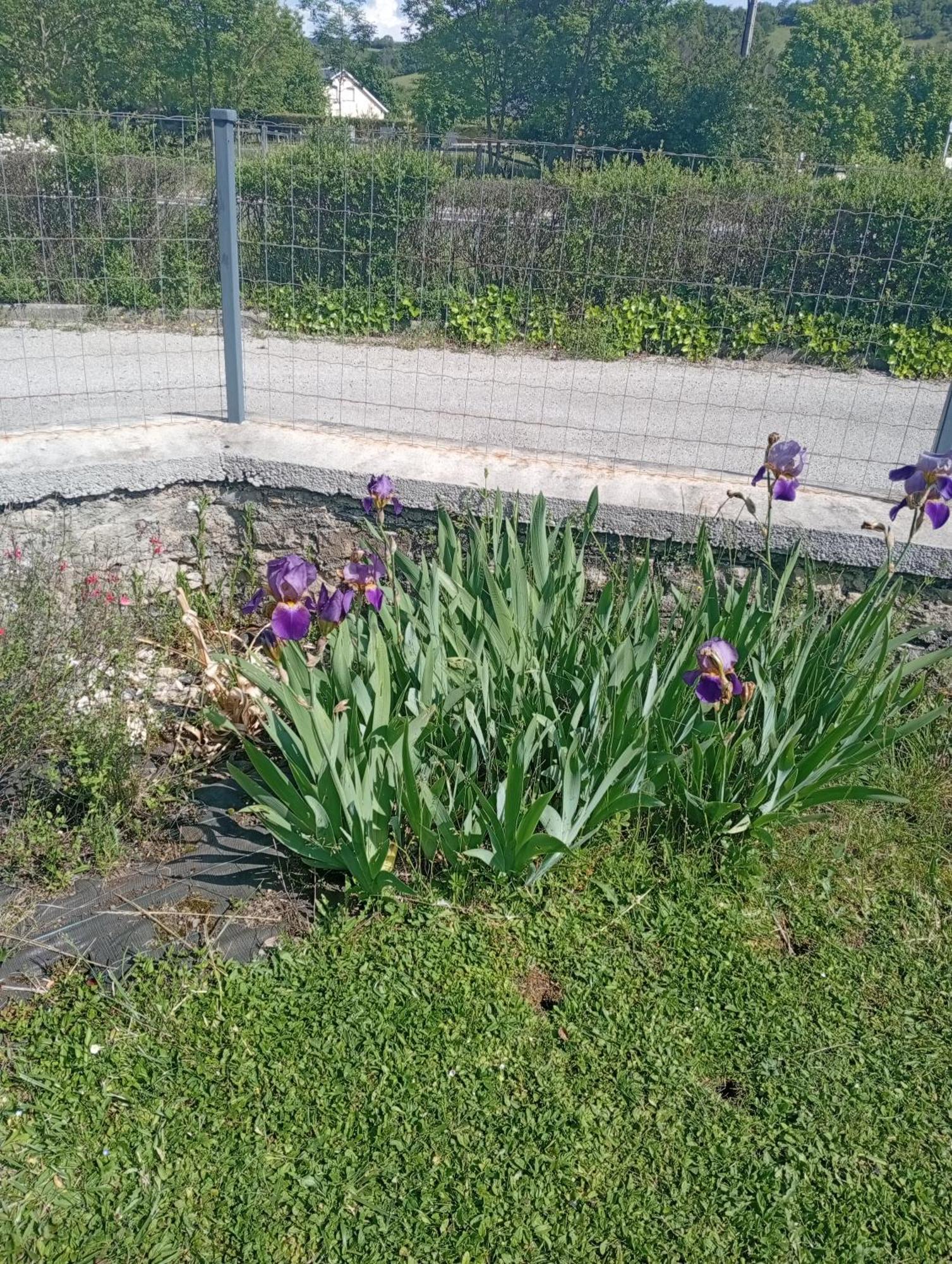 La Clematite D'Olt Lejlighed Saint-Côme-dʼOlt Eksteriør billede